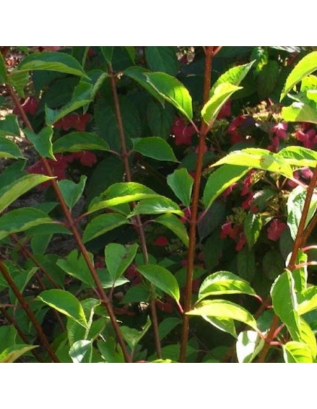 Hortensia paniculé Sunday Fraise