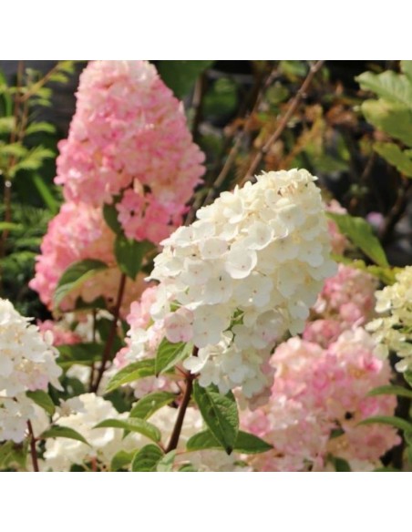 Hortensia paniculé Sunday Fraise