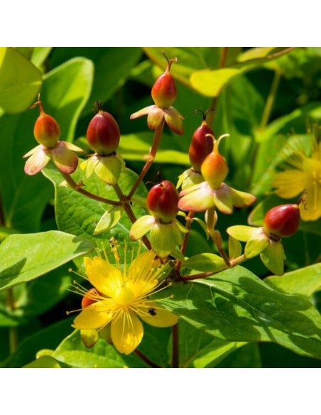 Millepertuis arbustif Rheingold