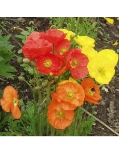 Pavot d'Islande "Gartenzwerg" 2