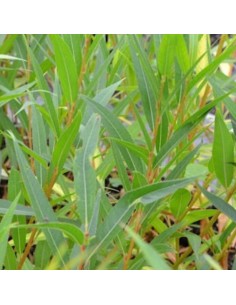 Saule des vanniers - Salix Viminalis 2