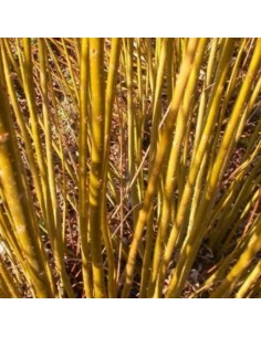 Saule des vanniers 2