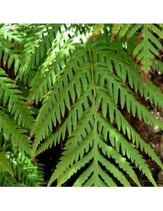 Woodwardia fimbriata 2