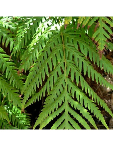 Woodwardia fimbriata