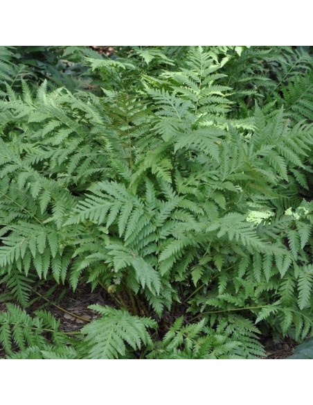 Woodwardia fimbriata