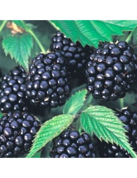 Mûrier sans épines