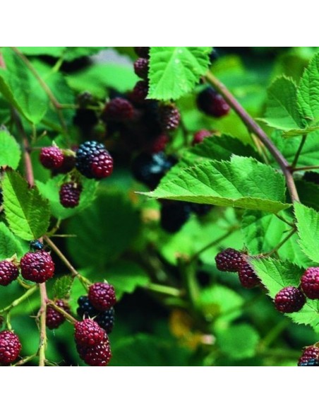 Mûrier sans épines