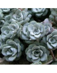 Orpin spatulé Cape blanco 2