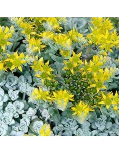 Orpin spatulé Cape blanco