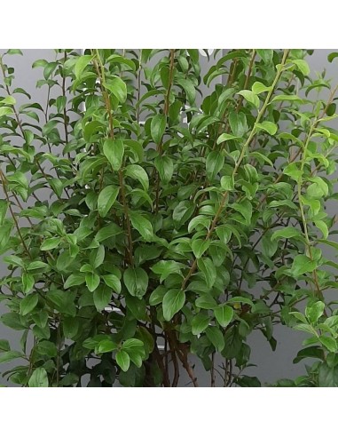 Spirée à feuilles de prunier Plena