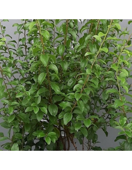 Spirée à feuilles de prunier Plena