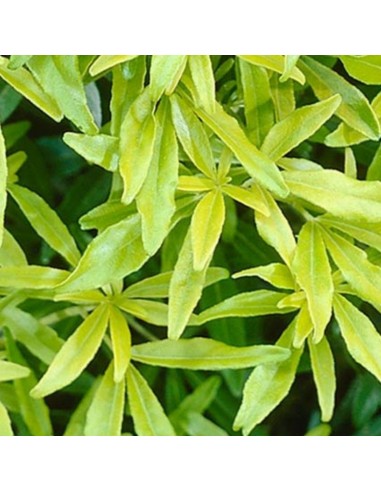 Oranger du Mexique Goldfingers