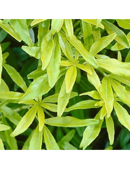 Oranger du Mexique Goldfingers