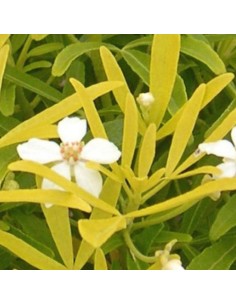 Oranger du Mexique Goldfingers