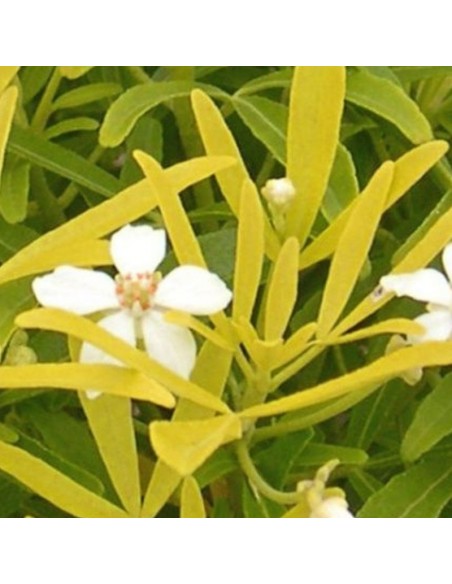 Oranger du Mexique Goldfingers