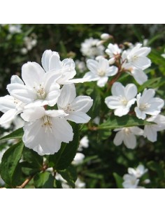 Deutzia gracilis
