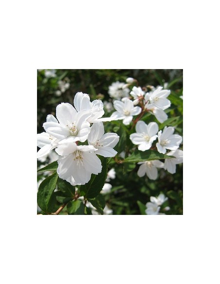 Deutzia gracilis Deutzia gracilis