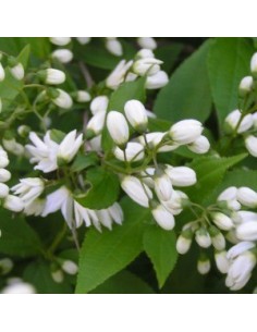 Deutzia gracilis 2