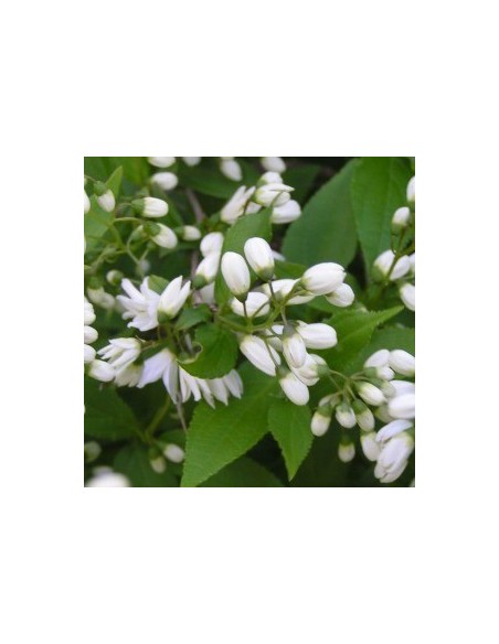 Deutzia gracilis Deutzia gracilis