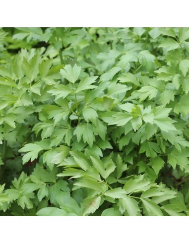 Livèche - Céléri perpetuel