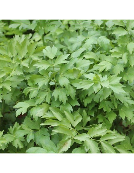 Livèche - Céléri perpetuel