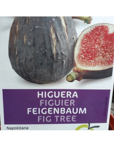 Figuier Napolitana