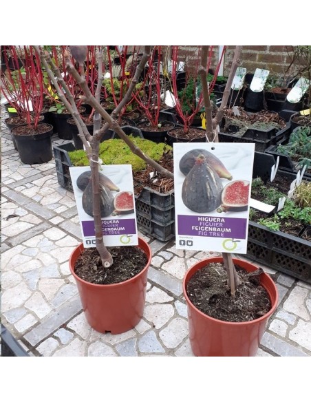 Figuier Napolitana
