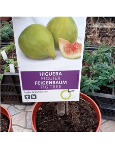 Figuier Col de Dame Blanche 2