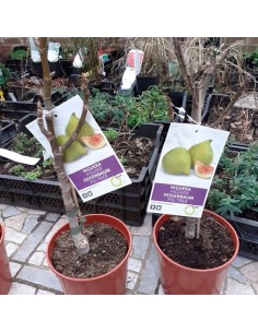 Figuier Col de Dame Blanche