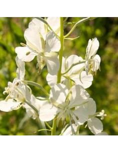 Epilobe blanc - laurier de Saint Antoine 2