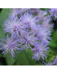 Eupatoire coelestinum 2