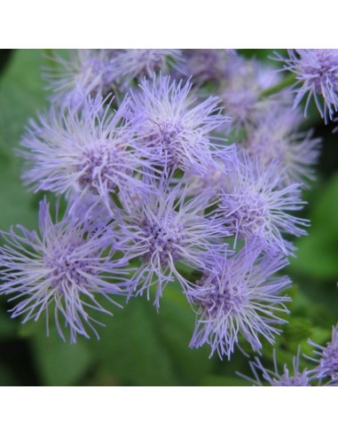 Eupatoire coelestinum