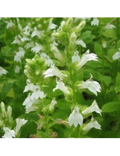 Lobélia siphilitica alba