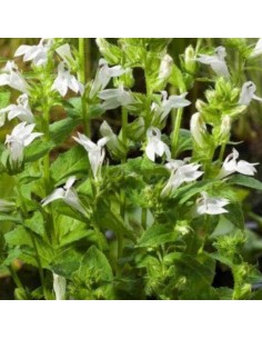 Lobélia siphilitica alba 2