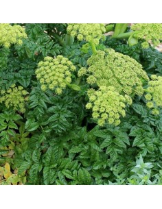 Angélique d'Espagne