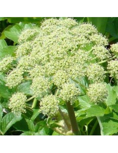 Angélique d'Espagne 2