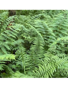 Dryoptère de Goldie