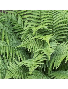 Dryoptère de Goldie 2