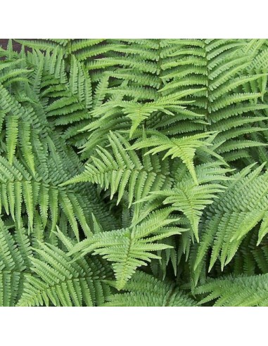 Dryoptère de Goldie