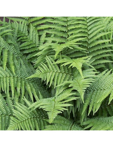 Dryoptère de Goldie