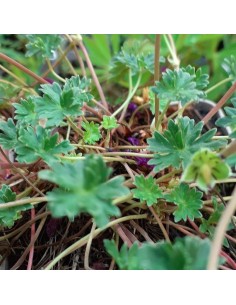 Géranium cinereum Giuseppii 2