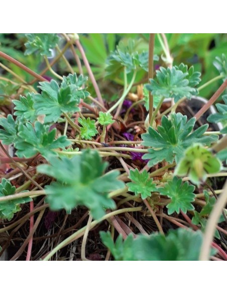 Géranium cinereum Giuseppii