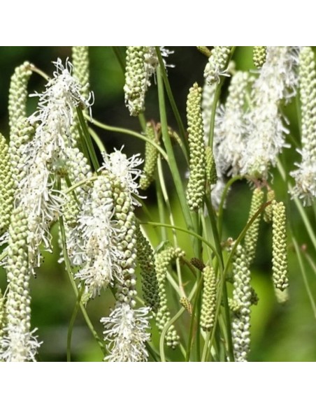 Grande pimprenelle à feuilles fines Korean snow