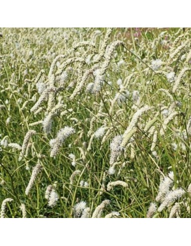 Grande pimprenelle à feuilles fines Korean snow