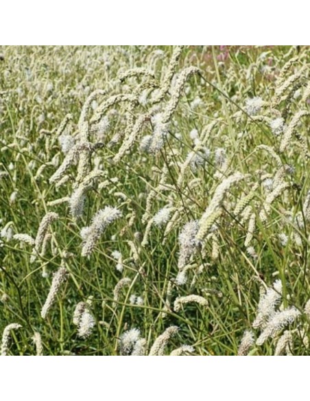 Grande pimprenelle à feuilles fines Korean snow