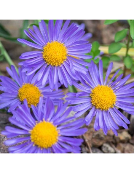 Aster des Alpes Goliath