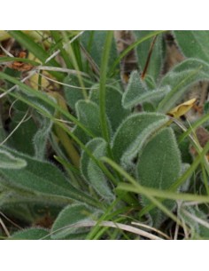 Aster des Alpes Goliath 2