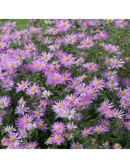 Oeil du Christ Pink Zenith