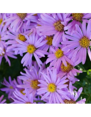 Oeil du Christ Pink Zenith