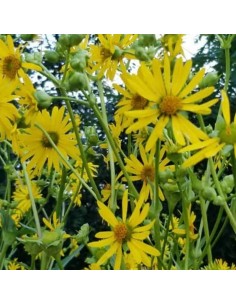Silphium perfoliatum - Silphe perfolié - Silphie 2